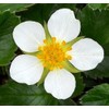 White Soul Alpine Strawberry 30 Seeds - Fragaria