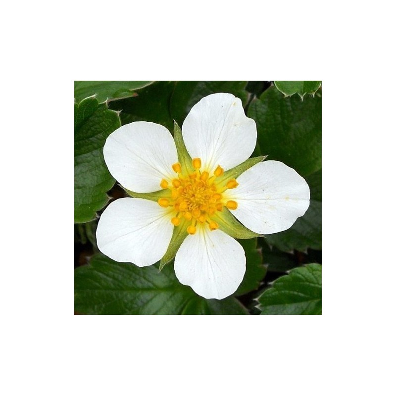 White Soul Alpine Strawberry 30 Seeds - Fragaria
