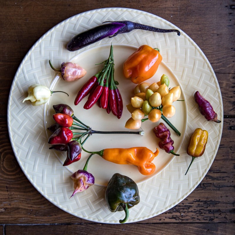 Satsuma Long Green Eggplant Asian Heirloom Premium Seeds for Planting