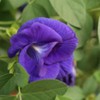50 Butterfly Pea Flower Seeds - HOA Dau Biec -
