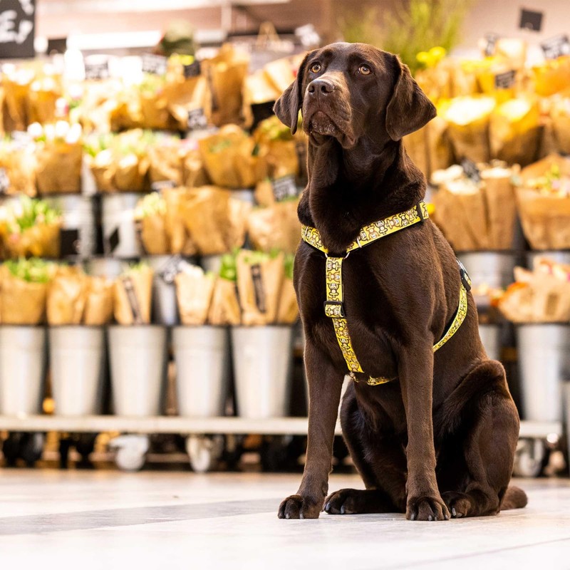 Max & Molly Dog Harness in H-Shape, Ultra Comfortable Neoprene