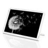 1 x Fridge Magnet - Dandelion Plant #39655