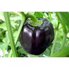 Black Sweet Bell Pepper Seeds for Planting Around 25 Seeds