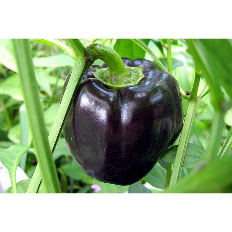 Black Sweet Bell Pepper Seeds for Planting Around 25 Seeds