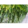 22Day Seeds: Seeds Cucumber Chinese Wonder Open-Pollinated / 60 Days/Non