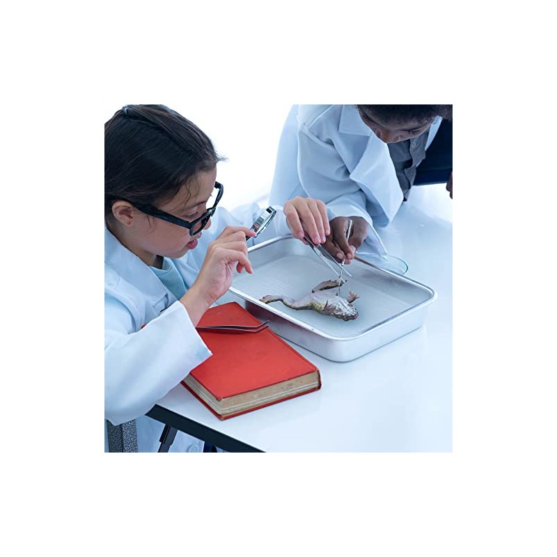 Anatomy Lab Bullfrog Specimen for Dissection, for Biology Classrooms, 5-6