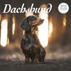 Dachshund 2025 Deluxe Calendar