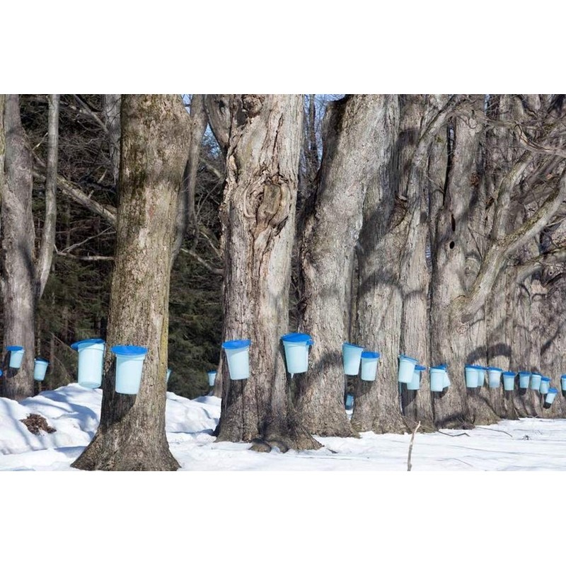 CANADA TRUE Pure Maple Syrup(Amber) (3x100ml)