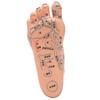 2pcs 19cm / 7.5in Feet Acupoint Model Acupuncture Teaching Aids