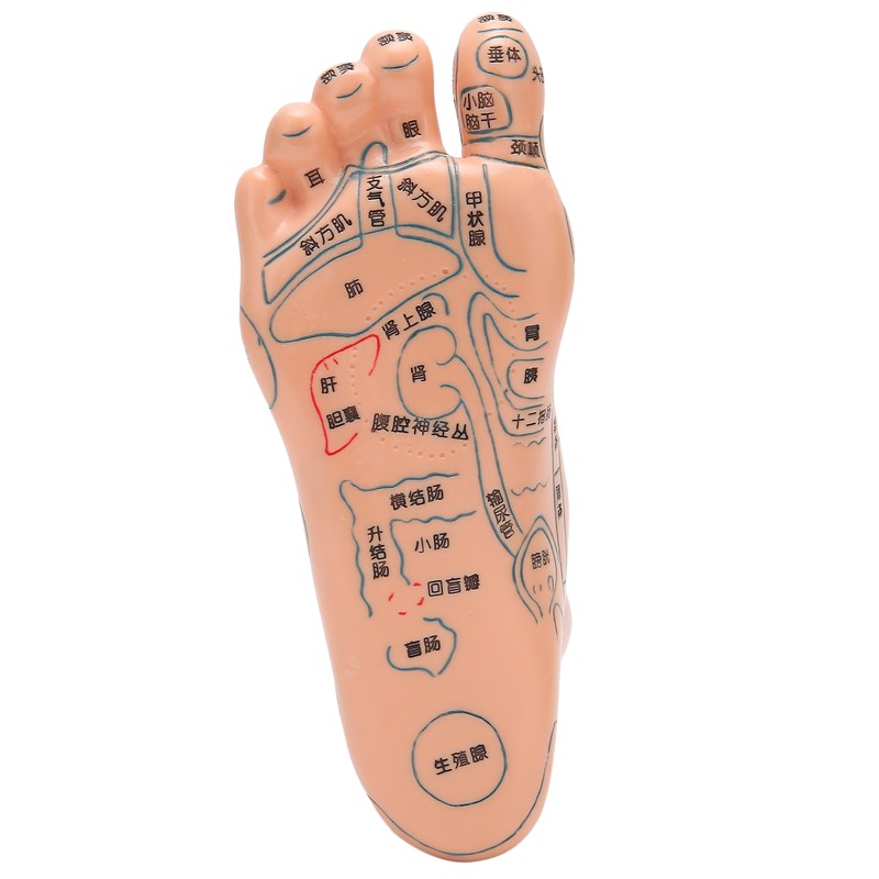 2pcs 19cm / 7.5in Feet Acupoint Model Acupuncture Teaching Aids
