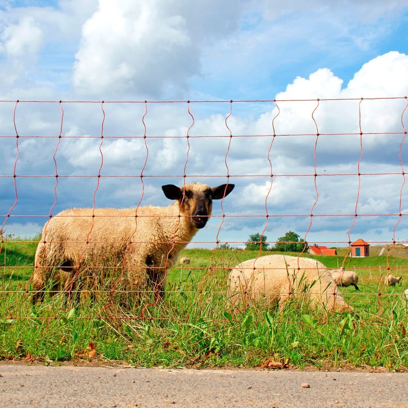 Gallagher Sheep Netting Single Pin Posts- 50m x 90cm -