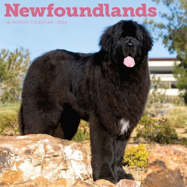 Carousel Calendars, Newfoundlands 2026 Wall Calendar, 12'' X 12'', 16-Month