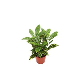 Gold Dust Croton - 4'' from California Tropicals