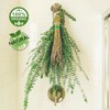Shower Eucalyptus by Paradise Aroma (Large) | Grown in San