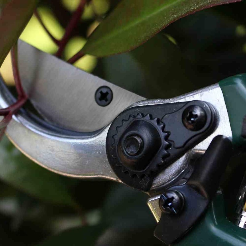 Siena Garden 560866 Garden & Rose Shears, Flower Shears, Green