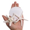 JQAQJU Starfish and Scallop Shells for Crafts 12PCS, Large Seashells