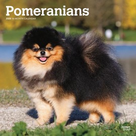 Pomeranians | 2025 12 x 24 Inch Monthly Square Wall Calendar | BrownTrout | Animals Small Dog Breeds