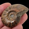 LapidaryCentral Flashy Red Polished Iridescent Ammonite with Flowering! 1.5-2 Inches!