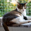 Orixo Transparent Cat Net, 5 x 5 m, No Drilling,