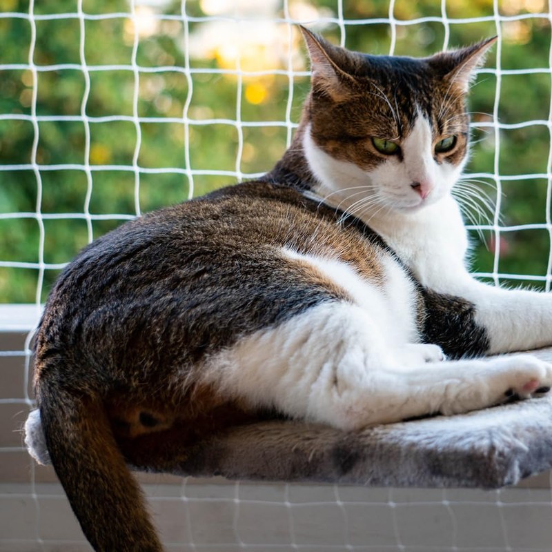 Orixo Transparent Cat Net, 5 x 5 m, No Drilling,