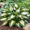 800 Pcs Hosta Jardin Seeds - Colorful Mixed Perennials for