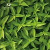 Sz Essentials Lemon Verbena Essential Oil – 100% Pure &