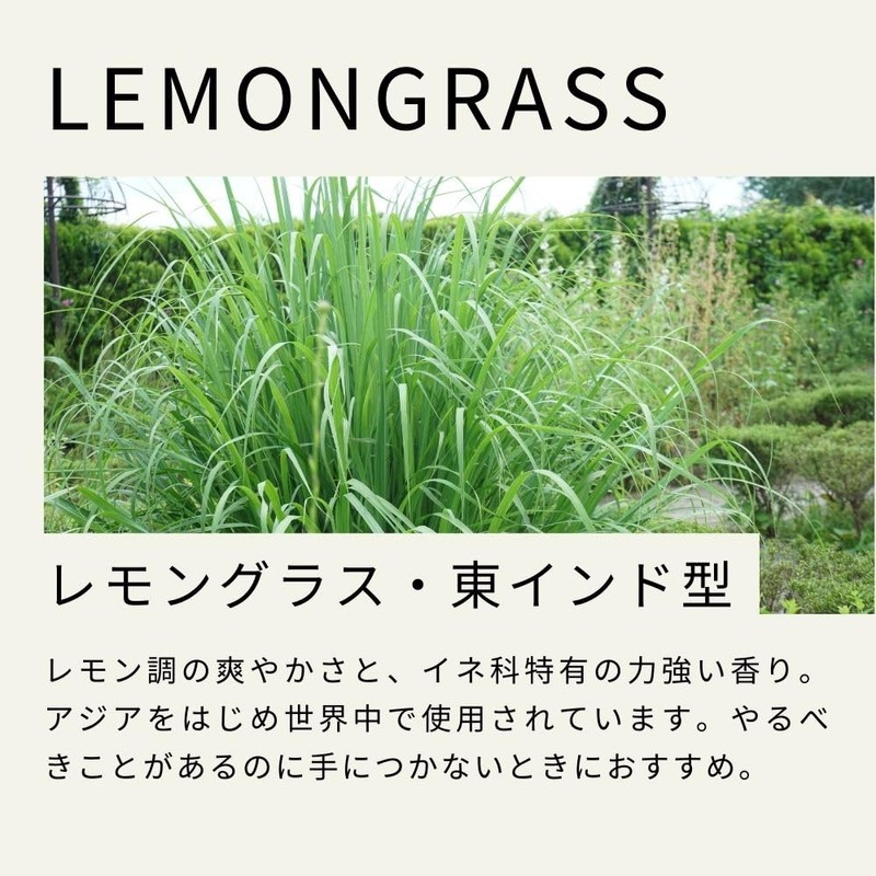 Tree of Life Lemongrass East Indian Essential Oil 50ml AEAJ