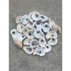 Combo Oyster Shell Set (Flats + Cups, 2–4”) - Size: