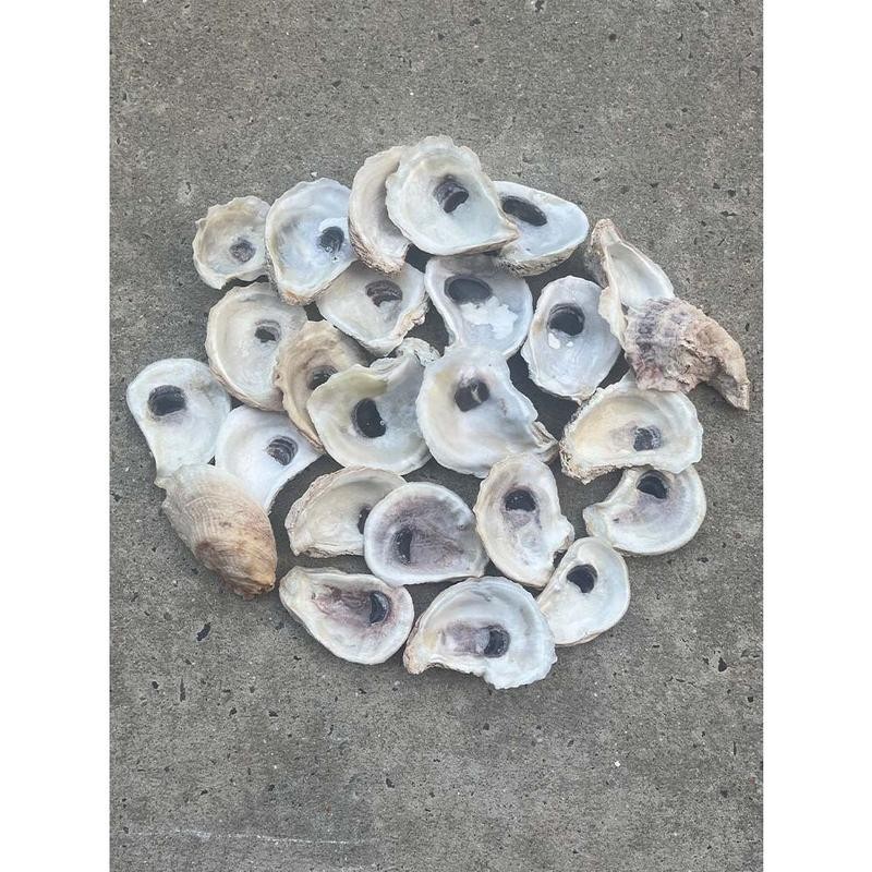 Combo Oyster Shell Set (Flats + Cups, 2–4”) - Size: