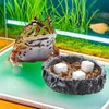 DQITJ 18 Pcs Small Reptile Calcium Stone Natural Calcium Mineral