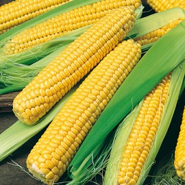 220 Golden Bantam Sweet Corn Seeds for Planting Heirloom Non GMO 2 oz Garden Vegetable Bulk Survival Hominy