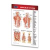 Muscular System Guide - Medical Pocket Chart - Anatomy Quick