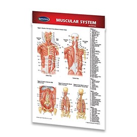 Muscular System Guide - Medical Pocket Chart - Anatomy Quick Reference Guide by Permacharts
