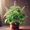 22Day Seeds: Seeds Holy Basil/Ornamental Tulsi Tree/Non GMO/Heirloom