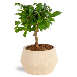 Costa Farms Mini Bonsai Tree, 1-Year Old Grower's Choice Live Indoor Plant, Easy to Grow Houseplant in Indoor Plant Pot, Potting Soil, Room and Home Decor, Birthday, Housewarming Gift, 10-Inches Tall