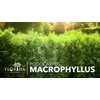 Podocarpus Macrophyllus | 1 Extra Large 3 Gallon Plant |