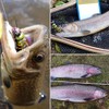 YZD Realistic Trout Hand Tie Fly Fishing Flies Collection Dry