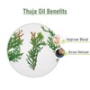 Salvia Thuja (Thuja Orientali) 100% Natural Pure Undiluted Uncut Carrier