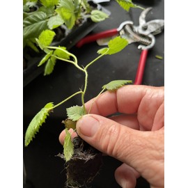 ProFig Columbia Star-Blackberr