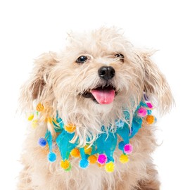 Midlee Blue Birthday Pom Pom Dog Collar (Medium)