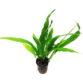 Mainam Java Fern Philippine Potted Microsorum Pteropus Live Aquarium Plant