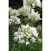 Getty White Agapanthus | 3 Live Plants | Agapanthus africanus