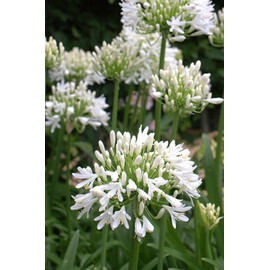 Getty White Agapanthus | 3 Live Plants | Agapanthus africanus ‘Getty White’ | Perennial Flowering Plants | Drought Tolerant Plants for Landscaping