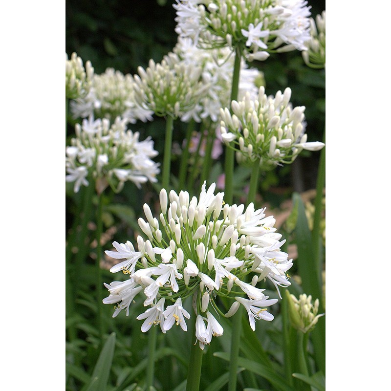 Getty White Agapanthus | 3 Live Plants | Agapanthus africanus