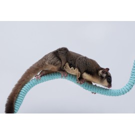 Jinymral Sugar Glider Cage Accessories, Ideal Climbing Toys Supplies for Tank Habitat