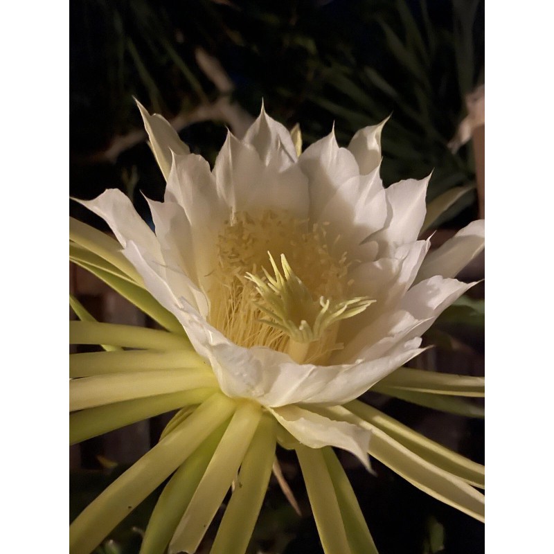 ORGANICO Mature “Purple Haze” Dragon Fruit Cuttings