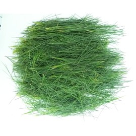 Tin Roof Treasure Fresh Eastern White Pine Needles, 6"x9" Bag for Recipes Teas and Soaps