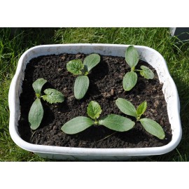 30 RUSSIAN WHITE Squash (Zucchini) Seeds