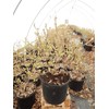 Fothergilla major 'Mt. Airy' (Fothergilla) Shrub, white flowers, #2 -