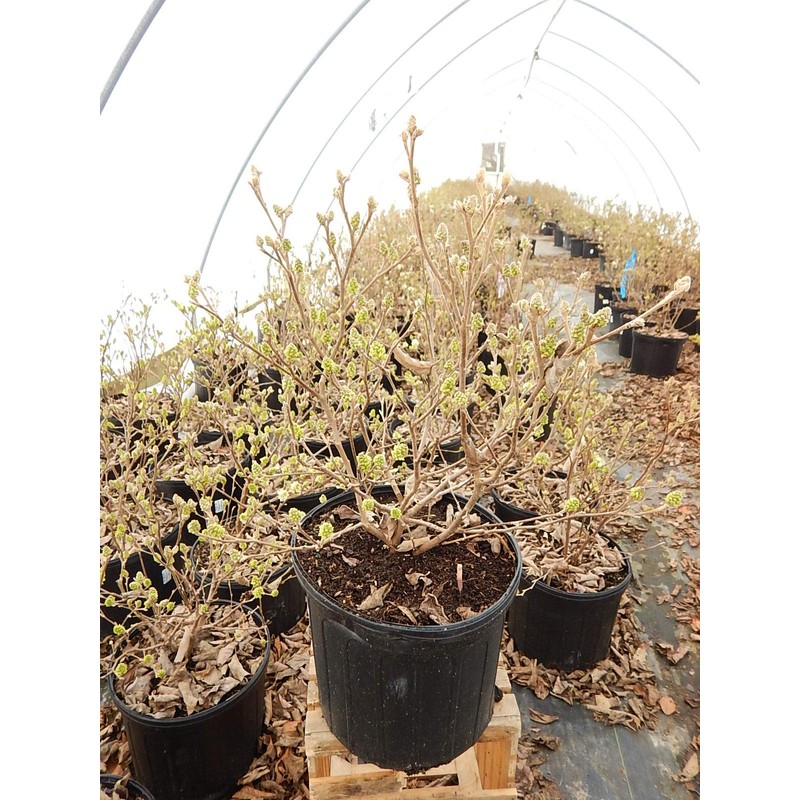 Fothergilla major 'Mt. Airy' (Fothergilla) Shrub, white flowers, #2 -